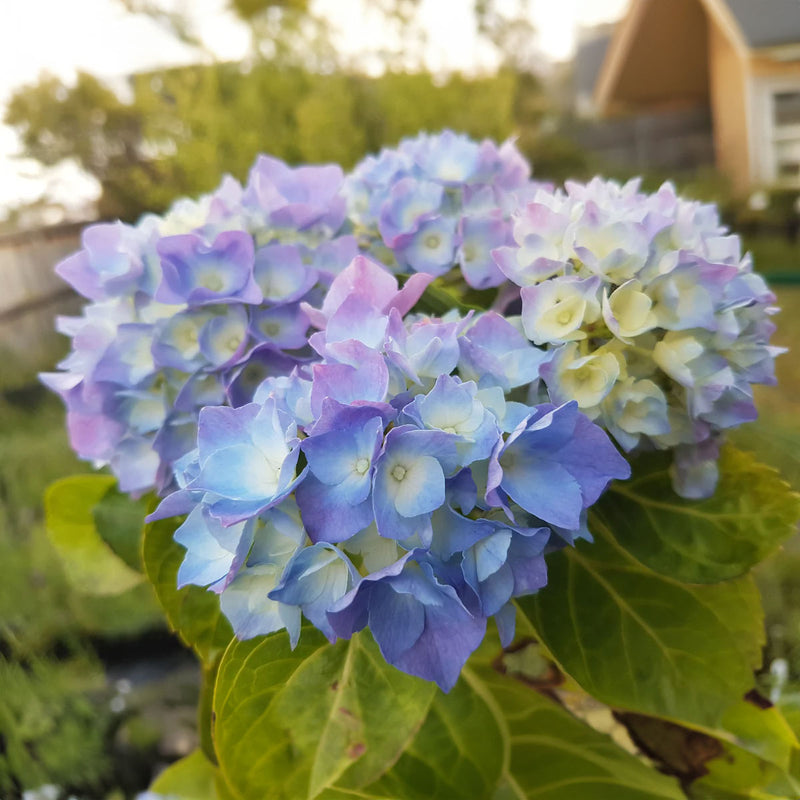 Hydrangea Renate Steiniger - 8L