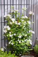 Hydrangea 'Runaway Bride'