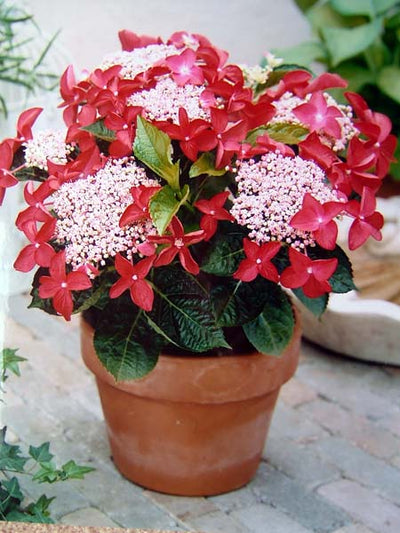 strawberries and cream hydrangea plant Hydrangea Strawberries And Cream 4.5L