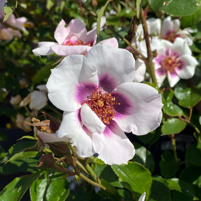 Ink Drop Roses Ink Spots Rose - 6L