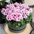 Cyclamen Illusia 13CM
