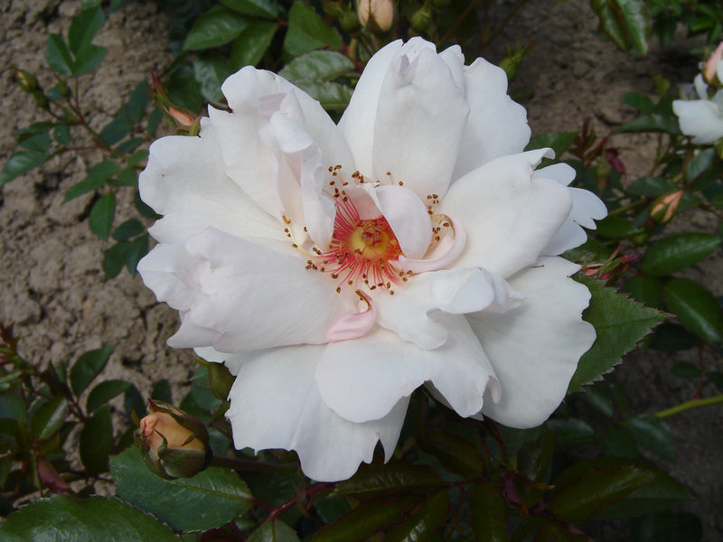 Jacqueline du Pré - 4.7L