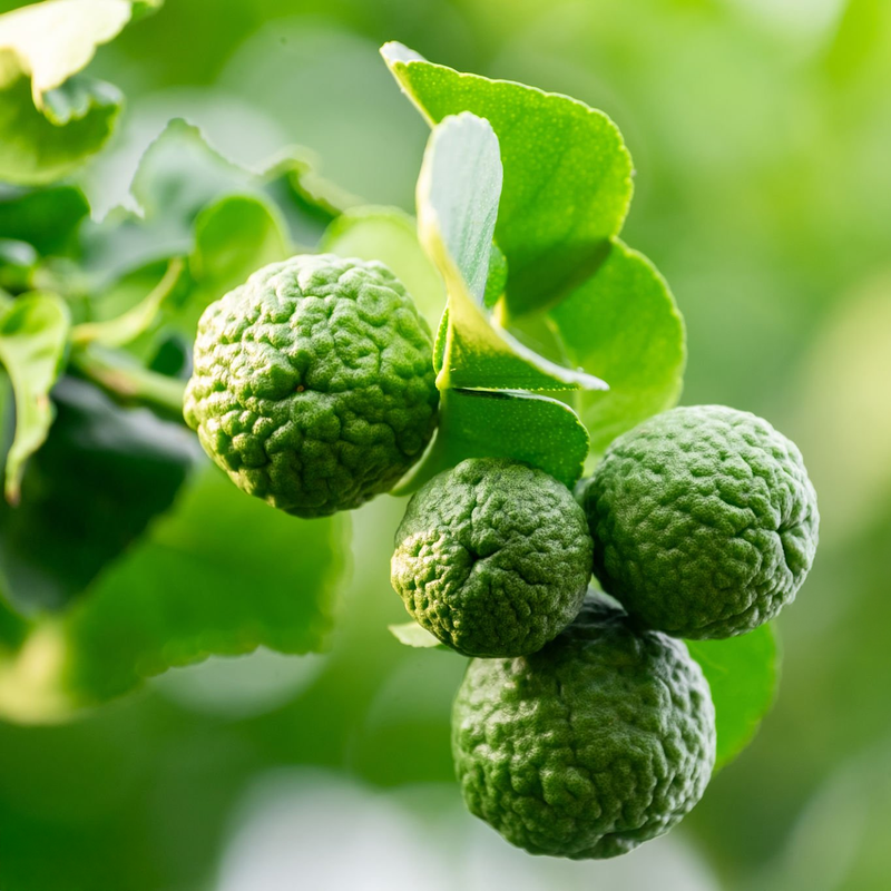 Kaffir Lime - 3L