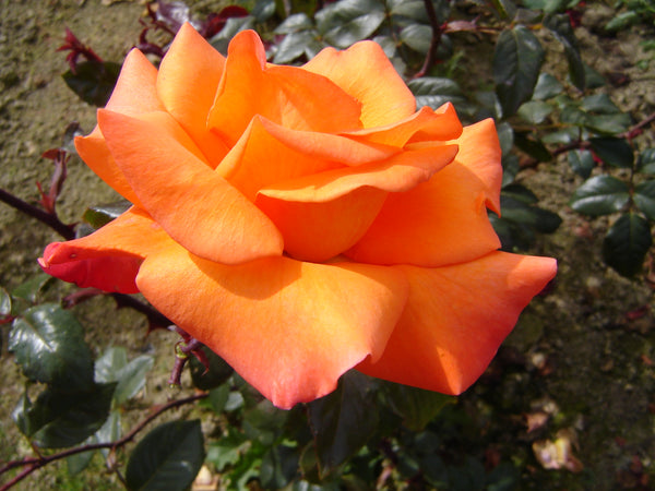 Lady Barbara (Chewba) - 4.7L