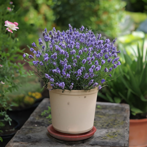 Lavender Thumbelina Leigh