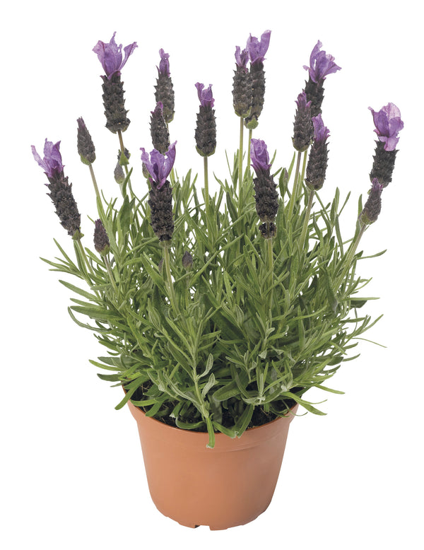Lavender Javelin Deep Purple - 1.5L
