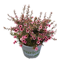 Leptospermum (Manuka) Assorted - 2.5L