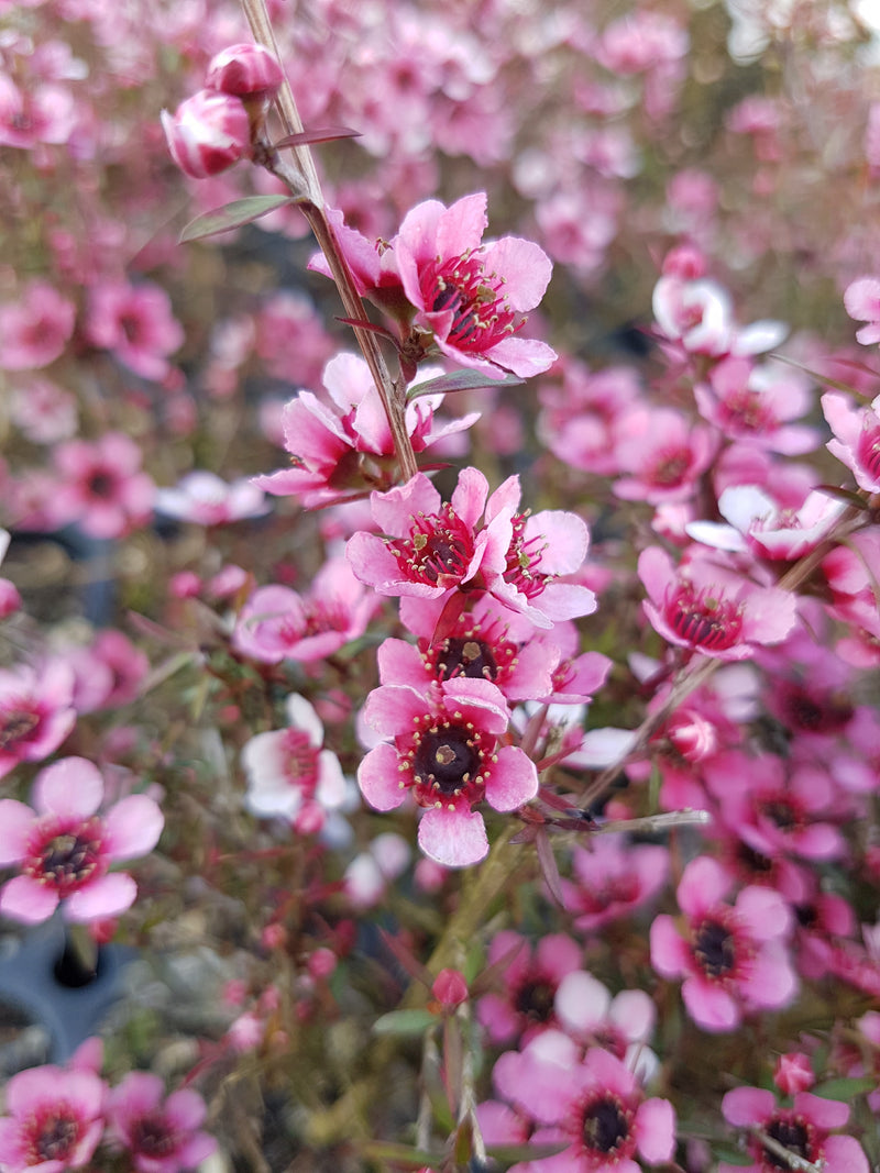 Leptospermum (Manuka) Assorted - 2.5L