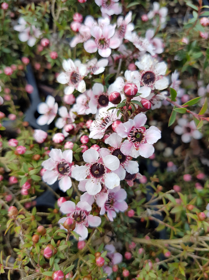 Leptospermum (Manuka) Assorted - 2.5L
