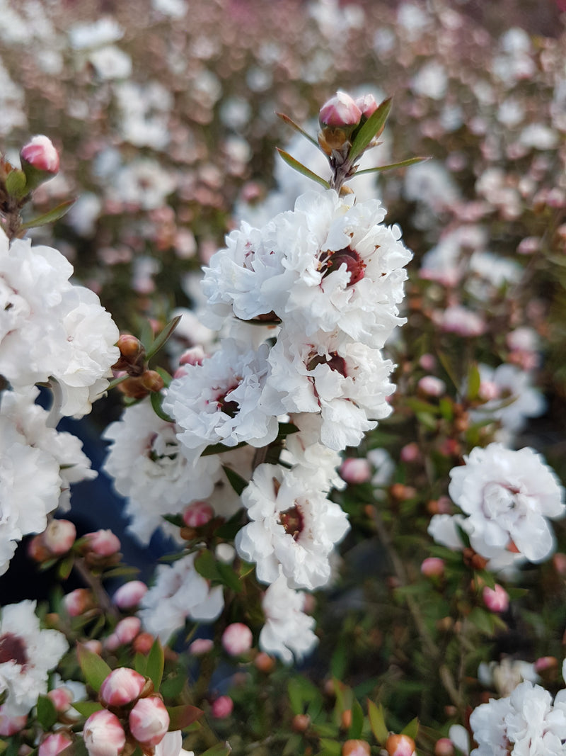 Leptospermum (Manuka) Assorted - 2.5L