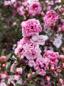 Leptospermum (Manuka) Assorted - 2.5L