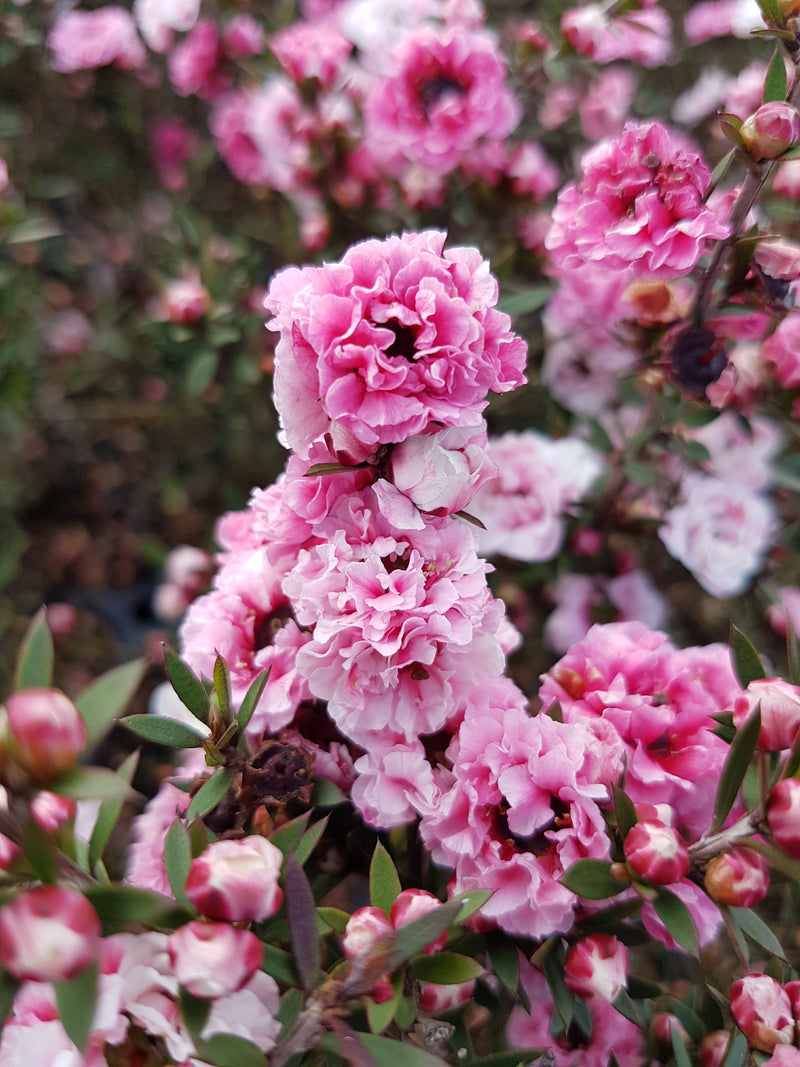 Leptospermum (Manuka) Assorted - 2.5L