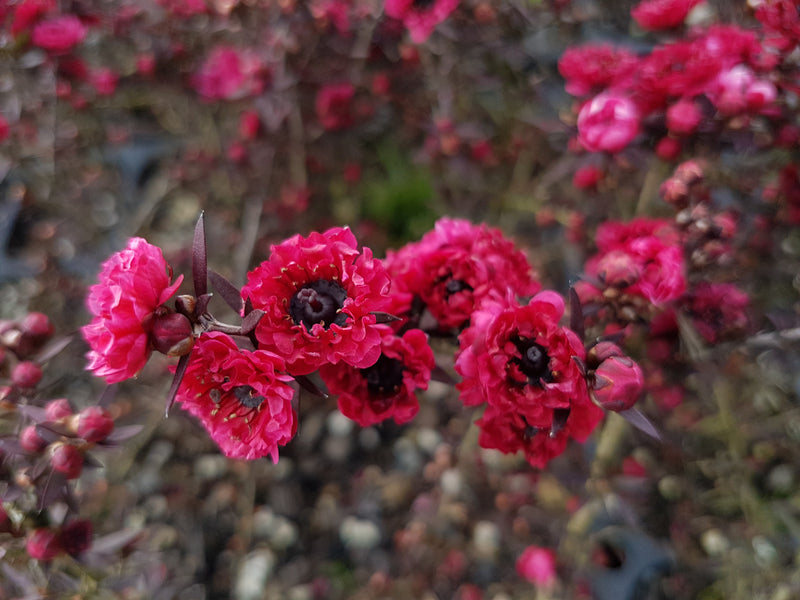 Leptospermum (Manuka) Assorted - 2.5L