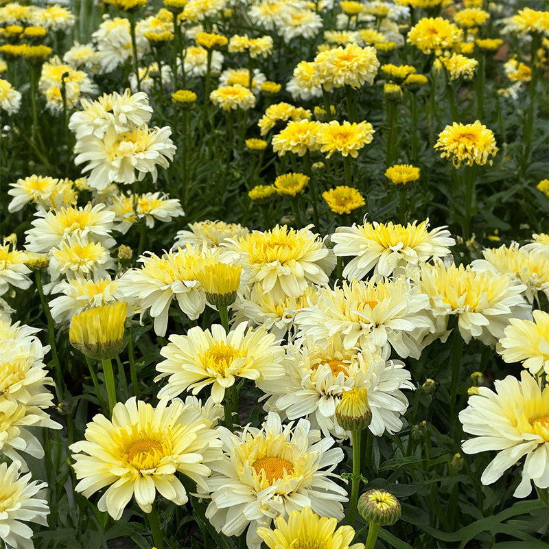 Leucanthemum Real Charmer - 3.5L