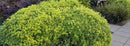 Pittosporum Tenuifolium Little Gem - 10L
