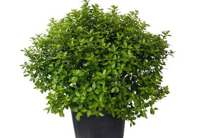 Pittosporum Tenuifolium Little Gem - 10L