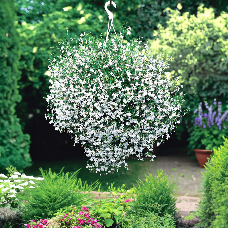 hanging basket plants nz Lobelia Cascade White Flower Punnet