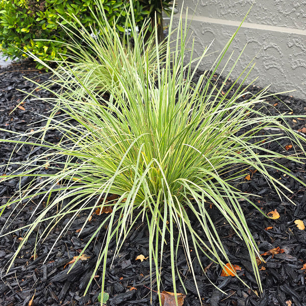 Lomandra Easy As Silver - 1.5L
