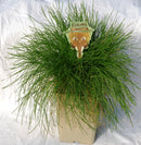 Lomandra Echidna  - 1.9L