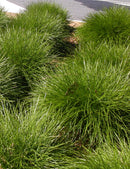 Lomandra Echidna  - 1.9L