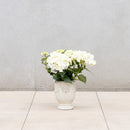 Provincial URN Pot - Cream S