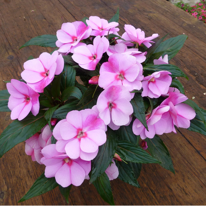 Impatiens Tropical - 17CM