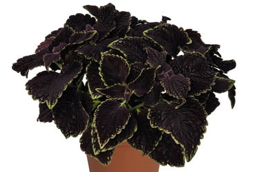 Coleus Main Street 13CM