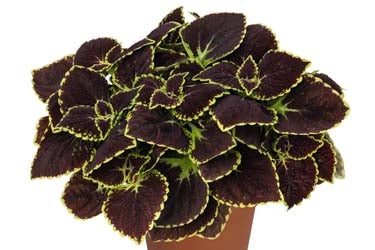 Coleus Main Street 13CM