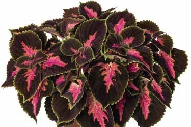 Coleus Main Street 13CM