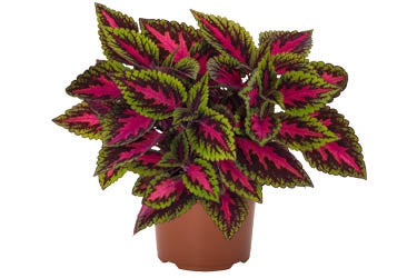 Coleus Main Street 13CM