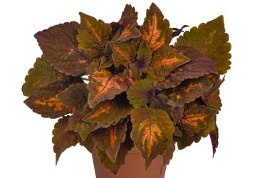 Coleus Main Street 13CM