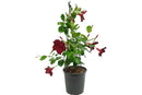 Mandevilla Lannes 10L