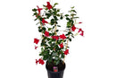 Mandevilla Lannes 10L