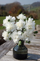 Dianthus Memories 4.5L