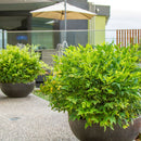 Nandina Domestica Lemon & Lime - 6L