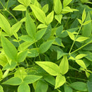 Nandina Domestica Lemon & Lime - 6L