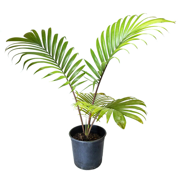 Nikau Palm Rhopalostylis Sapida - 14CM