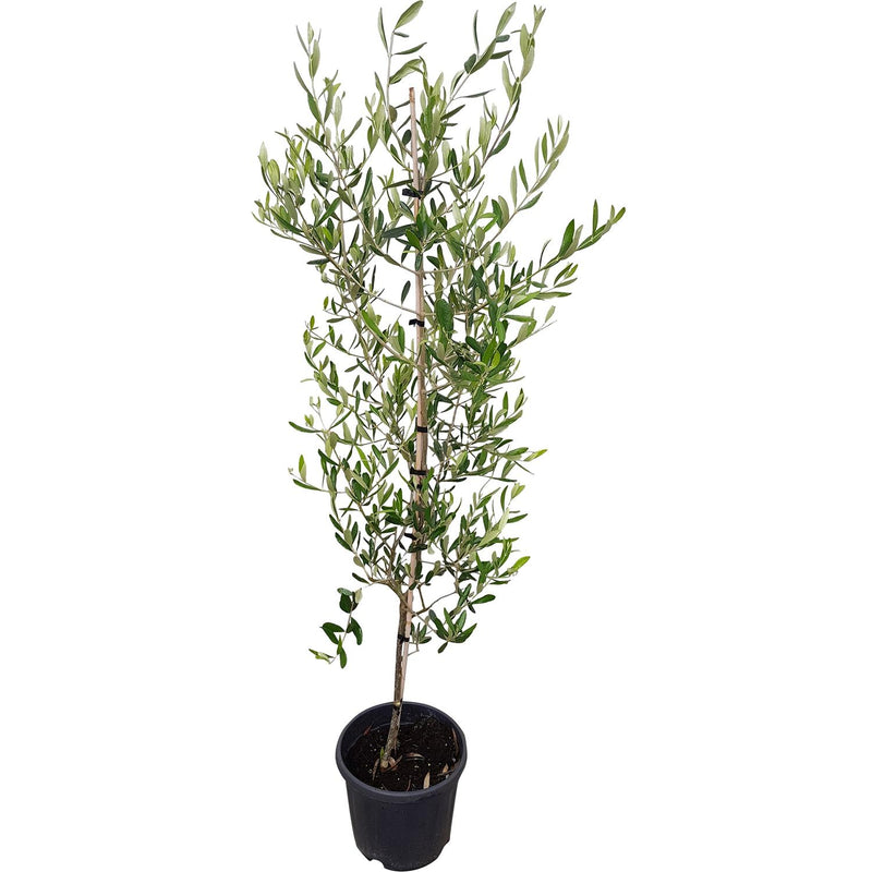 OLEA europaea 'J5' - 2.5L