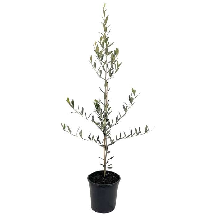 OLEA europaea 'Manzanillo' - 2.5L