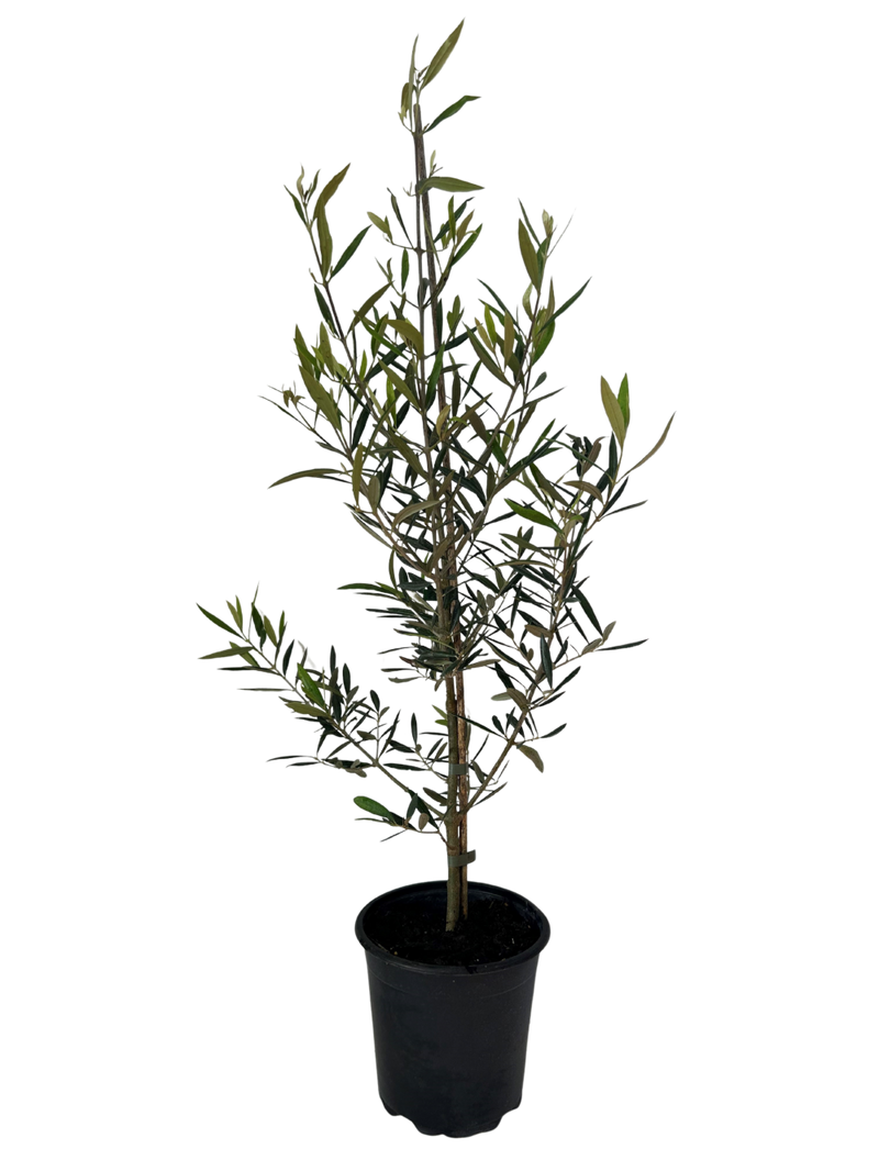 OLEA europaea 'El Greco' - 2.5L