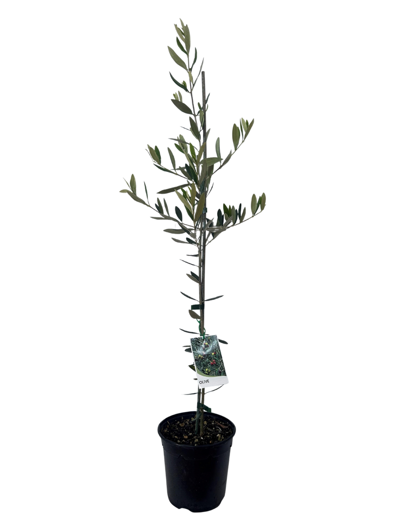 OLEA europaea 'Frantoio' - 2.5L