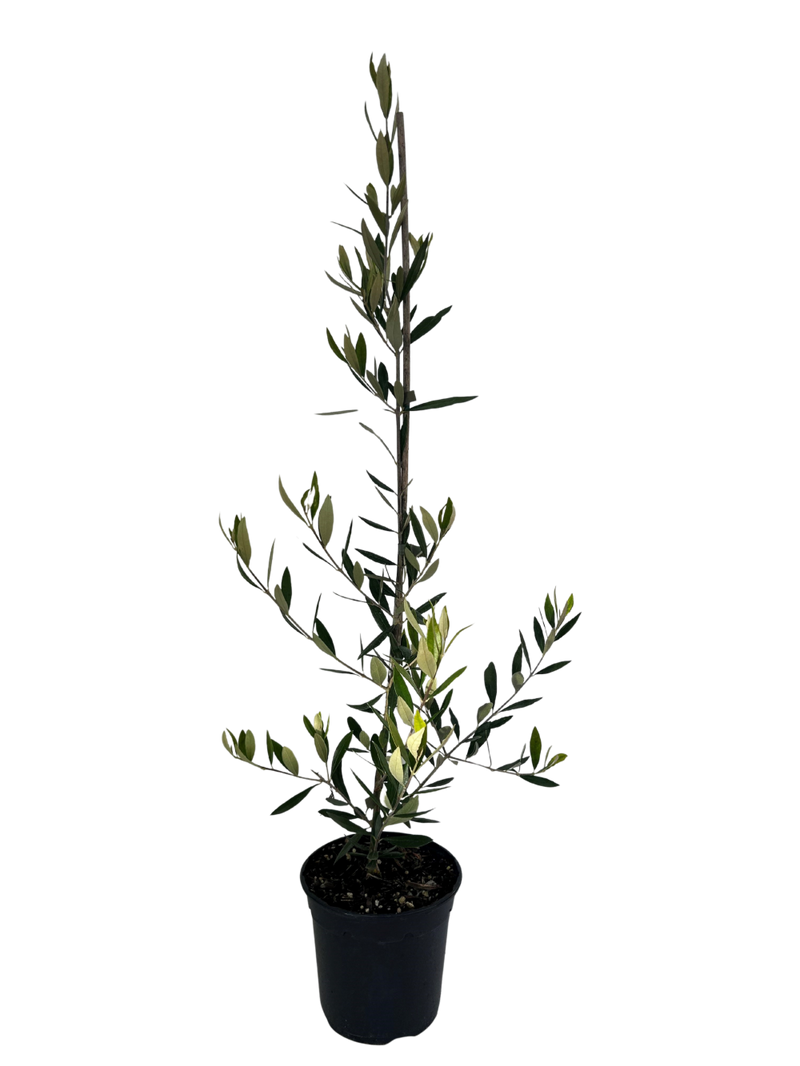 OLEA europaea 'Koroneiki' - 2.5L