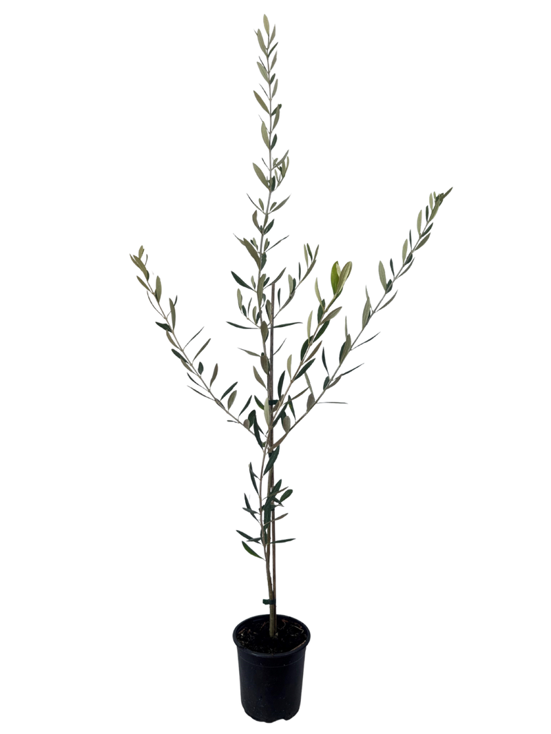 OLEA europaea 'Verdale' - 2.5L