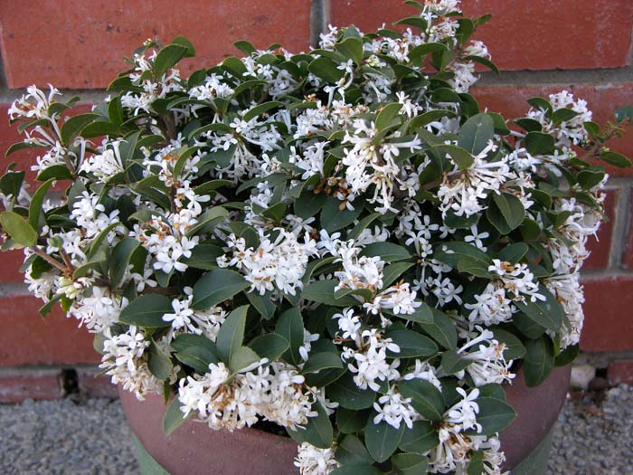 Osmanthus Pearly Gates PVR 6L