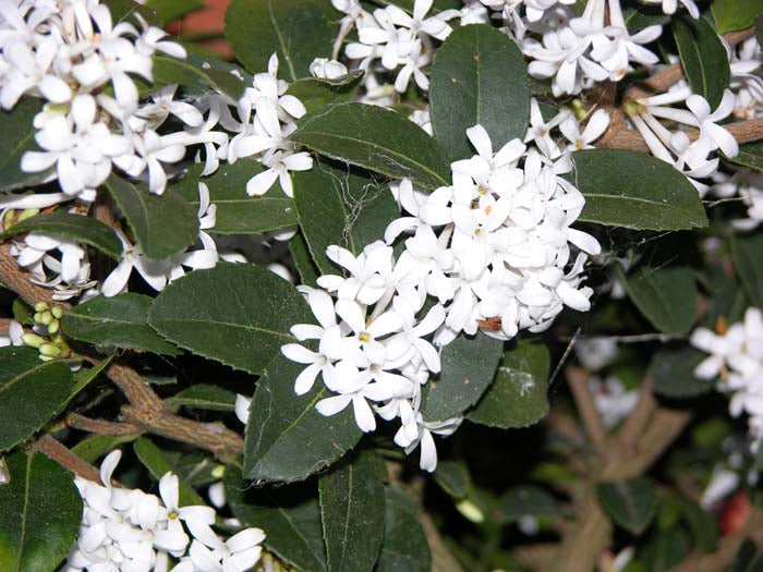 Osmanthus Pearly Gates PVR 6L