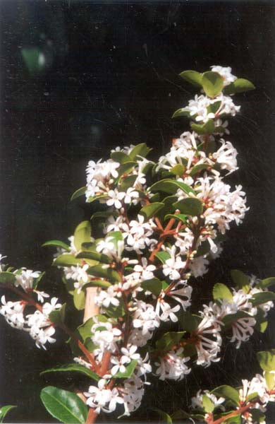 Osmanthus Pearly Gates PVR 6L