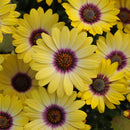 Osteospermum Blue Eyed Beauty - 1.5L