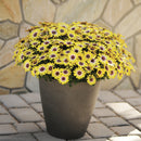 Osteospermum Blue Eyed Beauty - 1.5L