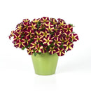 Petunia Lemonberry - 1.5L