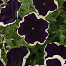 Petunia Blueberries & Cream - 1.5L